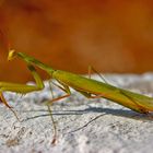 Praying Mantis