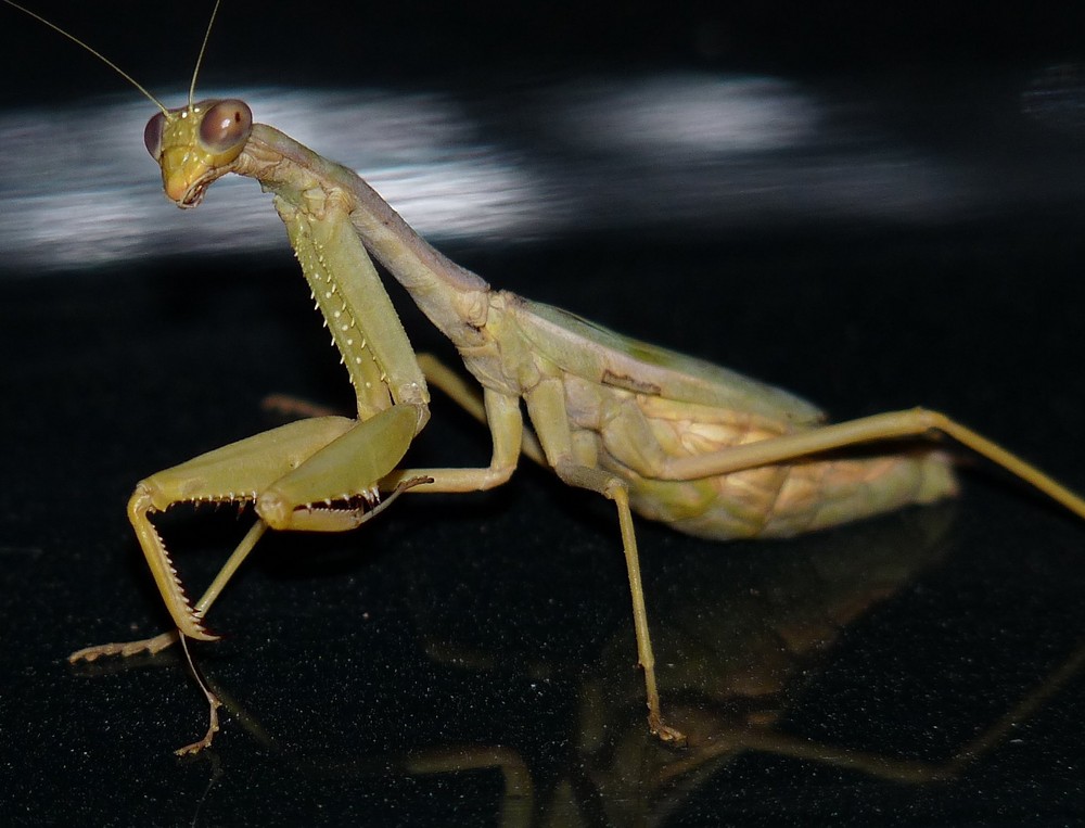 Praying mantis at night