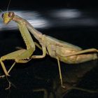 Praying mantis at night