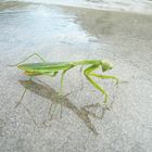 praying mantis at the Sunkosi River in Nepal