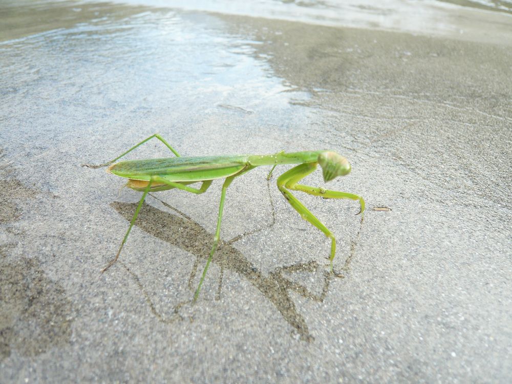 praying mantis at the Sunkosi River in Nepal von humpepumber 