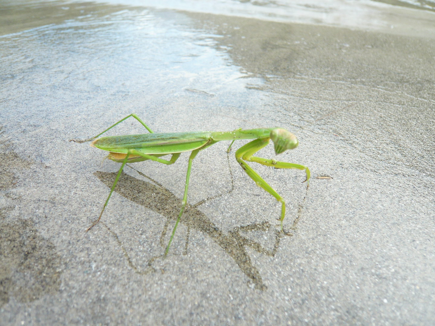 praying mantis at the Sunkosi River in Nepal