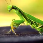 Praying Mantis