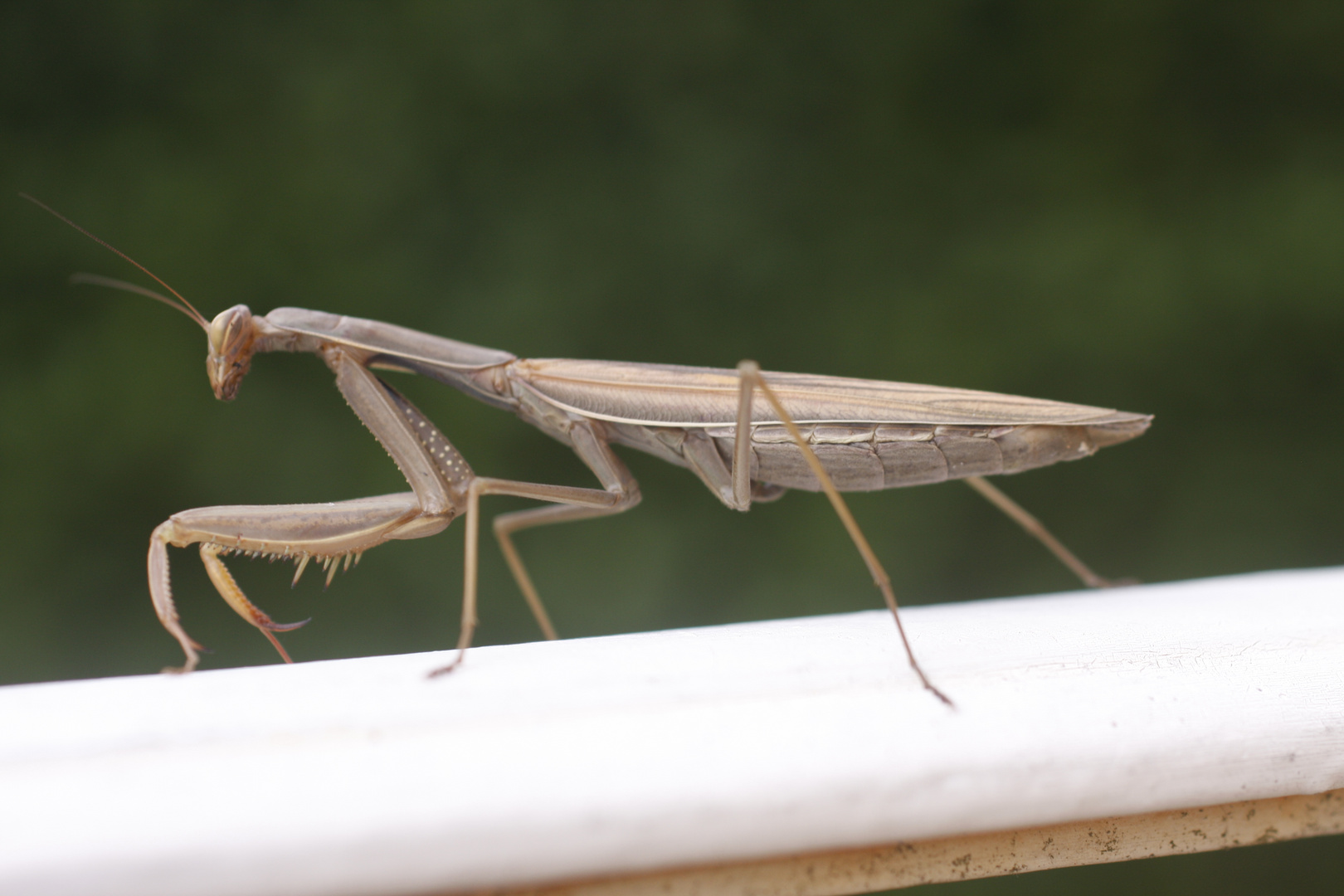 Praying Mantis