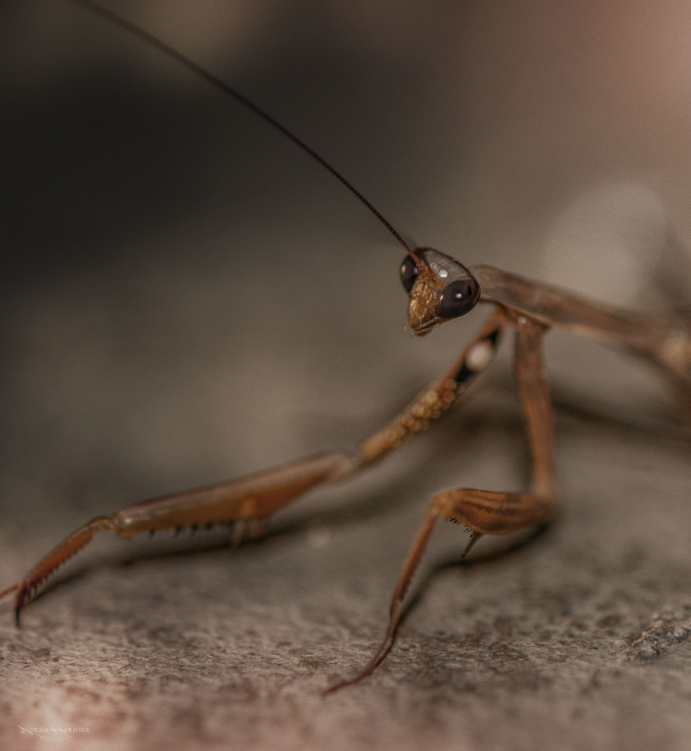 Praying mantis