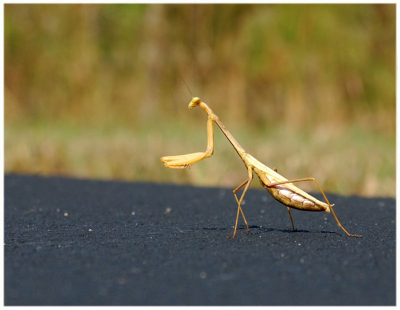 Praying Mantis