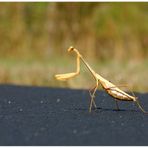 Praying Mantis