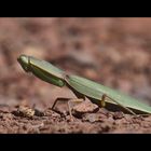 praying mantis