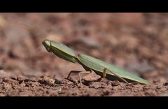 praying mantis