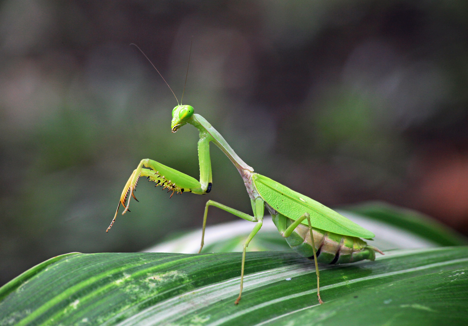 Praying Mantis