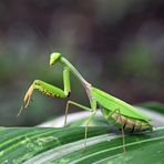 Praying Mantis