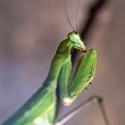 praying mantis