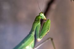 praying mantis