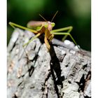 Praying Mantis (Gottesanbeterin) 2