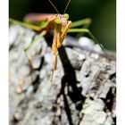 Praying Mantis (Gottesanbeterin) 3