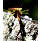 Praying Mantis (Gottesanbeterin) 4