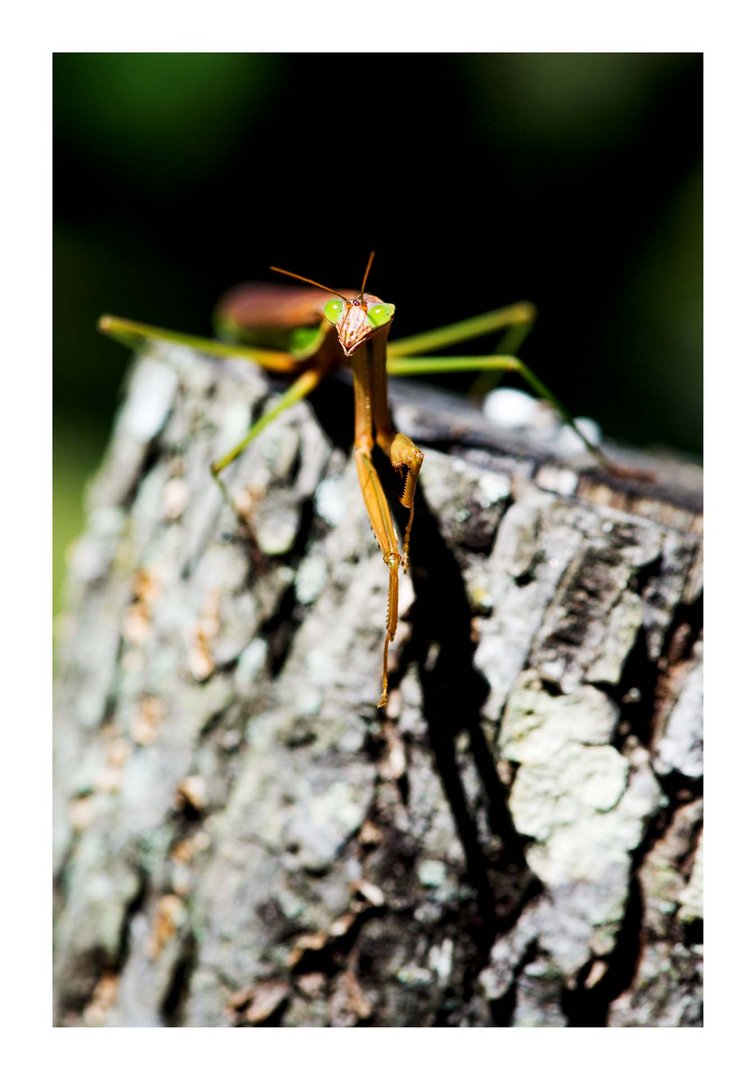 Praying Mantis (Gottesanbeterin) 5