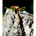 Praying Mantis (Gottesanbeterin) 5