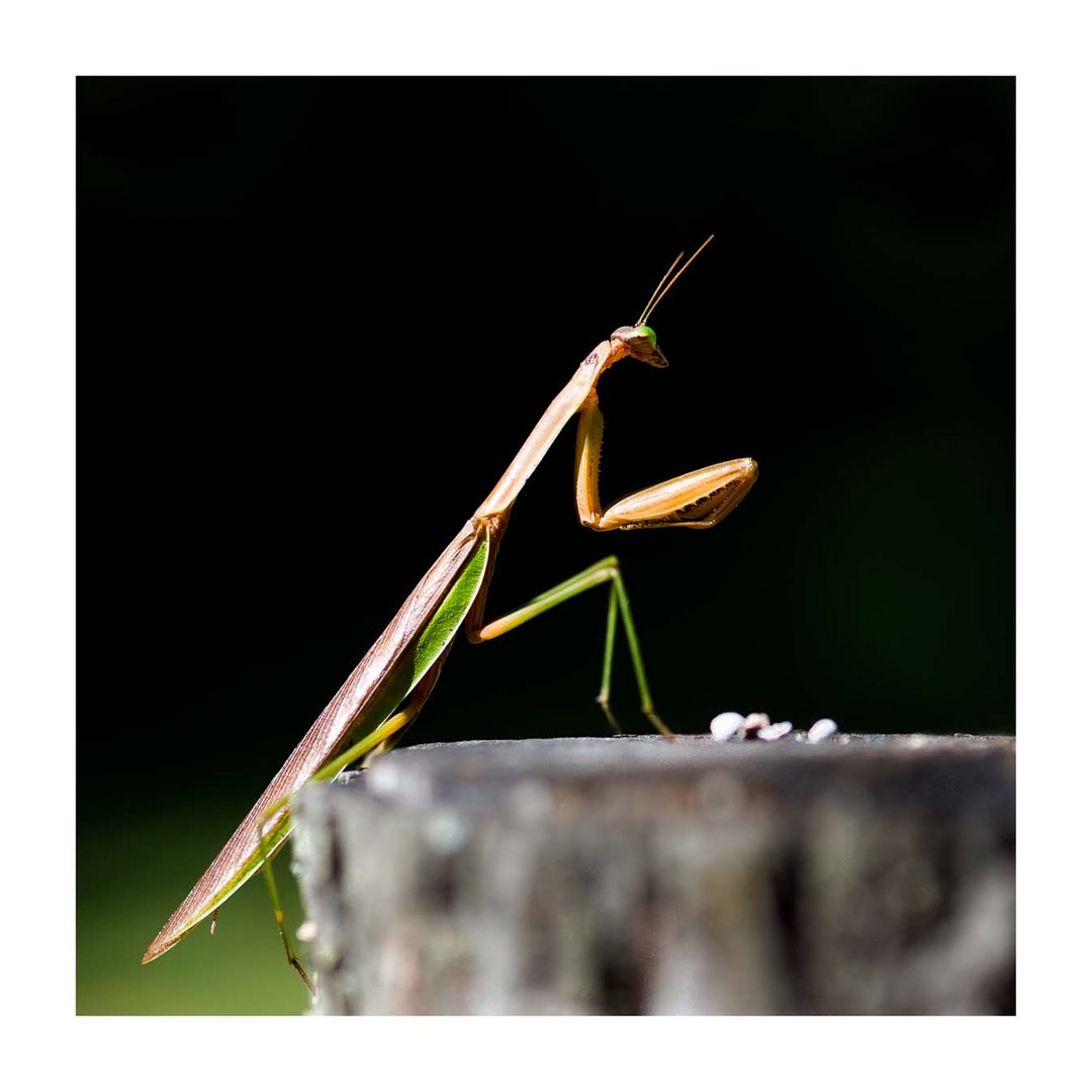 Praying Mantis (Gottesanbeterin) 6