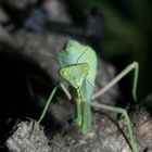 Praying Mantis II