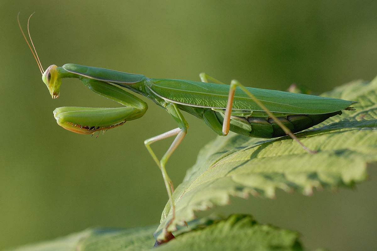 Praying Mantis (Mantis religiosa) (1)