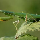 Praying Mantis (Mantis religiosa) (1)