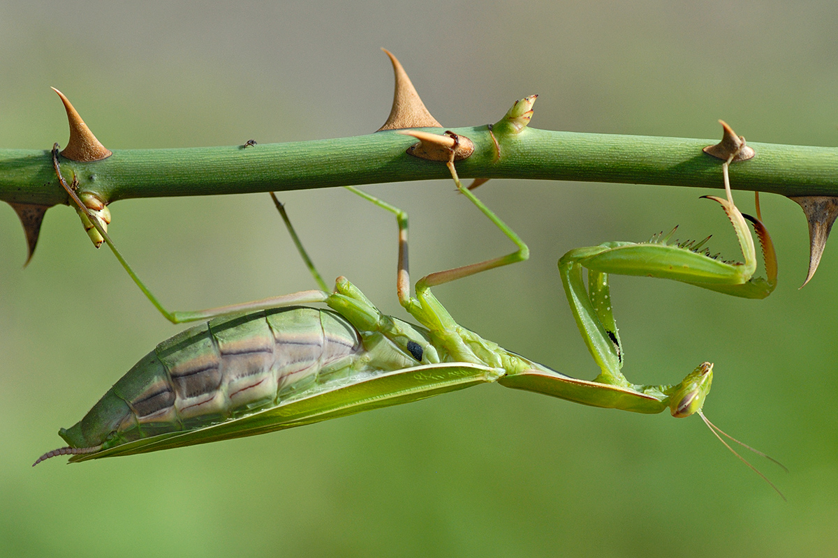 Praying Mantis (Mantis religiosa) (2)