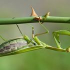 Praying Mantis (Mantis religiosa) (2)