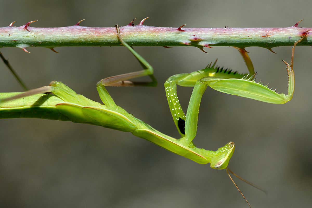 Praying Mantis (Mantis religiosa) (3)