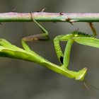 Praying Mantis (Mantis religiosa) (3)