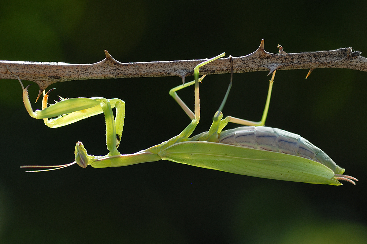 Praying Mantis (Mantis religiosa) (4)