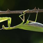 Praying Mantis (Mantis religiosa) (4)