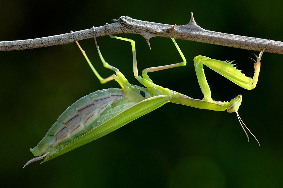 Praying Mantis (Mantis religiosa) (5)