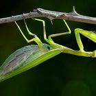 Praying Mantis (Mantis religiosa) (5)