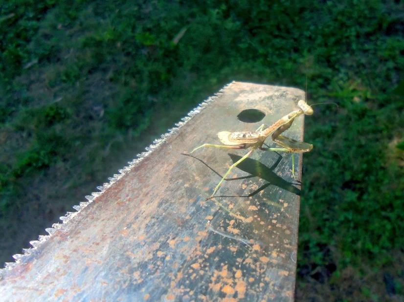 praying mantis on saw blade