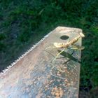 praying mantis on saw blade