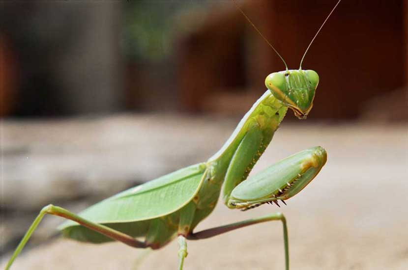 prayingmantis