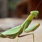 prayingmantis