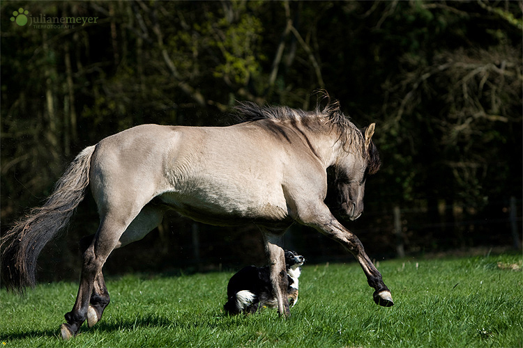 PRE und Border Collie