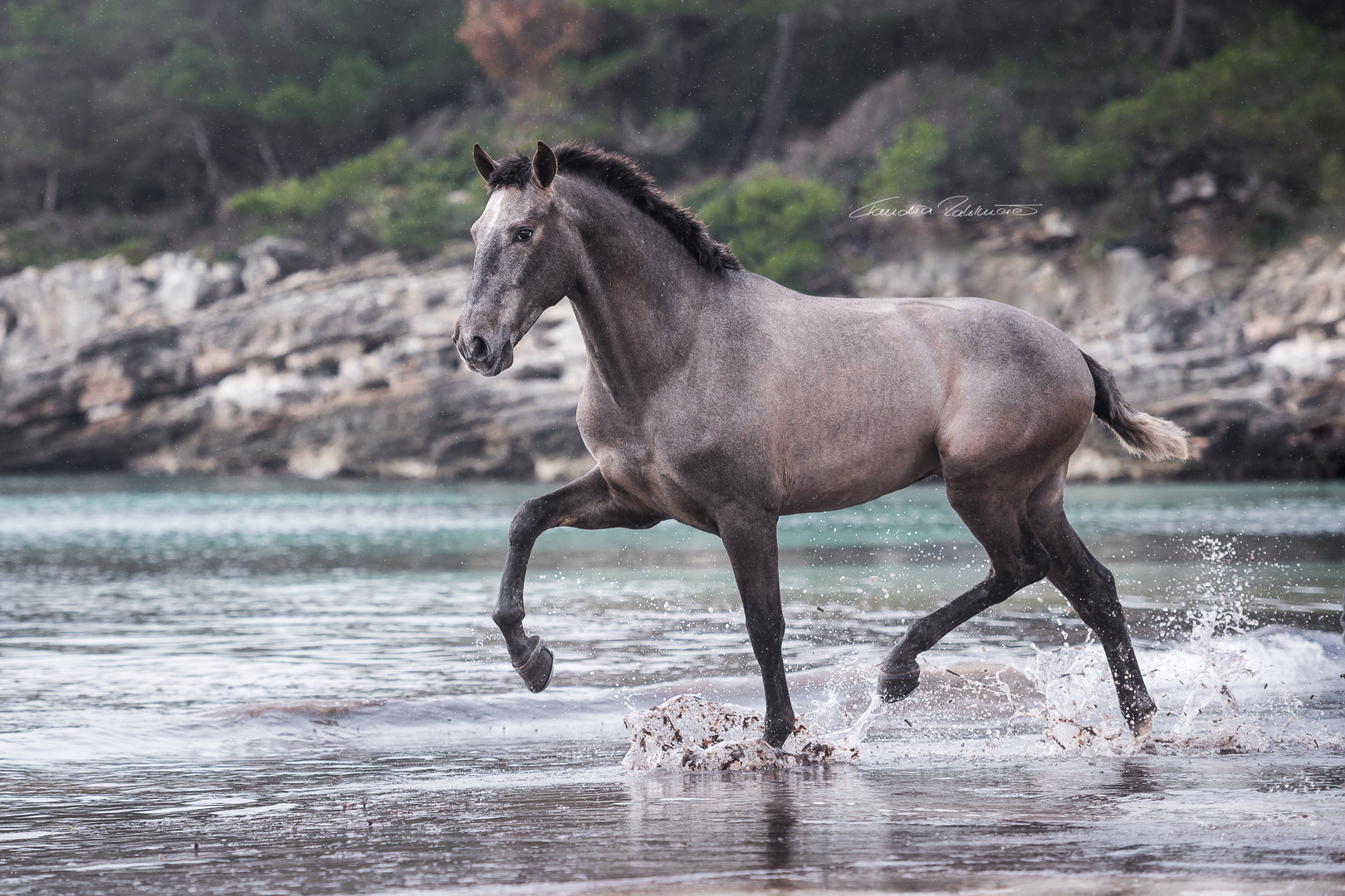 PRE Youngster Fenici auf Menorca