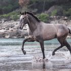 PRE Youngster Fenici auf Menorca