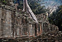 Preah Khan : partie envahie par les arbres