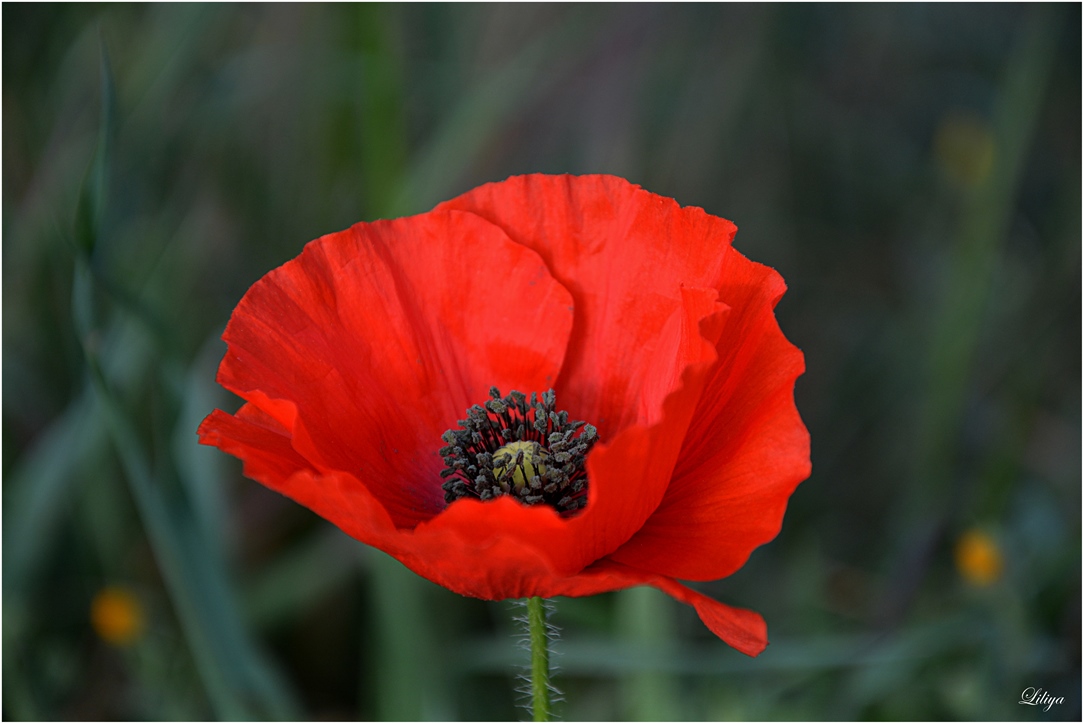 Preciosa Amapola !