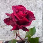 Preciosa rosa