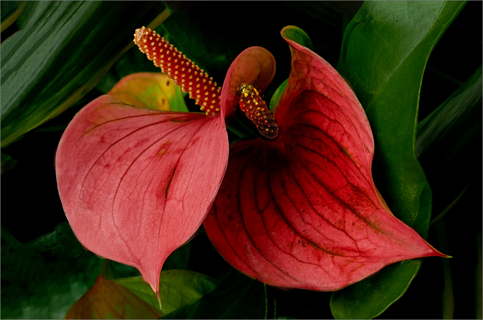 Preciosas Foto & Bild blumen , fotos, natur Bilder auf