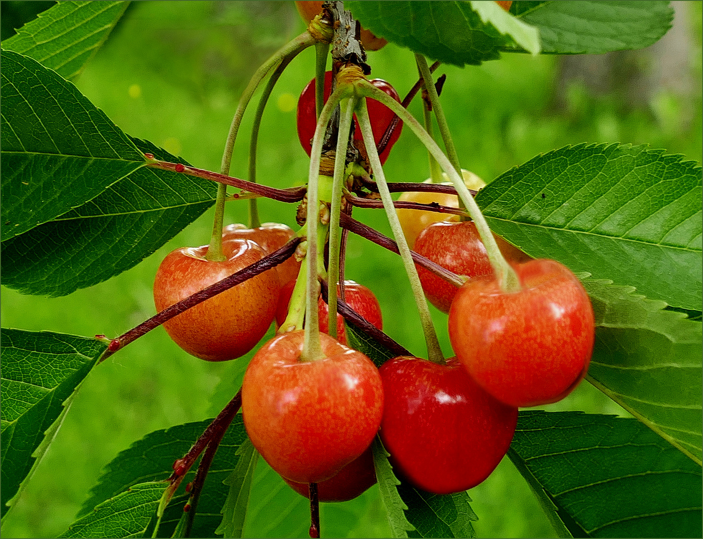 Preciosas  del Jardin de  frutas