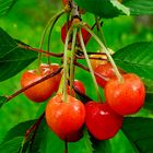 Preciosas  del Jardin de  frutas