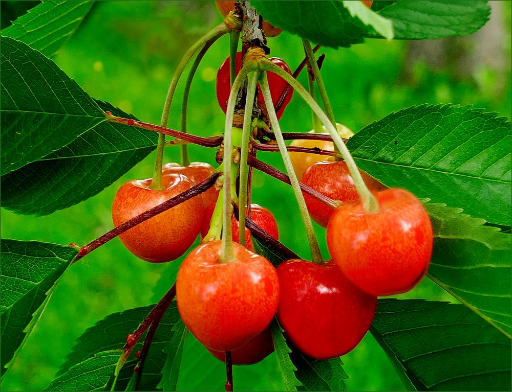 Preciosas  del Jardin de  frutas