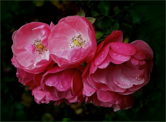 Preciosas en primavera