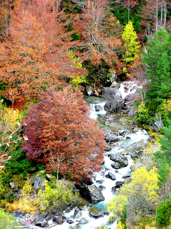 Precioso Otoño Aragon